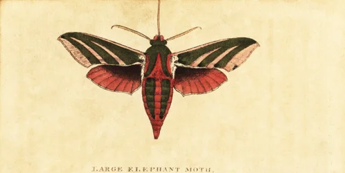 Słoń jastrząb ćma, Deilephila elpenor., 1800 (rycina)