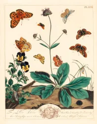 Tłusta fritillary, Euphydryas aurinia, high brown fritillary, Fabriciana adippe, ćma górska, Aplocera plagiata, cętkowana żółta, Pseudopanthera macularia i karmazynowo-złota ćma, Pyrausta purpuralis, na świerzbodzioby, Succisa pratensis