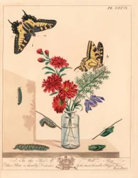 Swallowtail motyl, Papilio machaon. Litografia kolorowa po ilustracji
