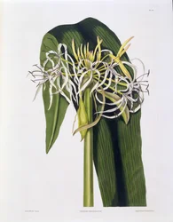 Crinum Declinatum, Tablica 43 z 