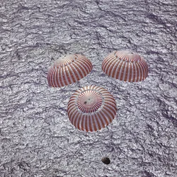 Apollo 16 - NASA, 1972.