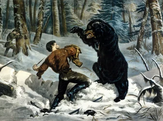Życie Traperów (Profesjonalni Łowcy) w Kanadzie: Łowca zostaje zaatakowany przez Niedźwiedzia Grizzly. Ilustracja autorstwa Yvesa i Curriera.