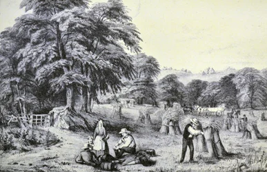 Currier & Ives ilustracja XIX wieku. Zbiór