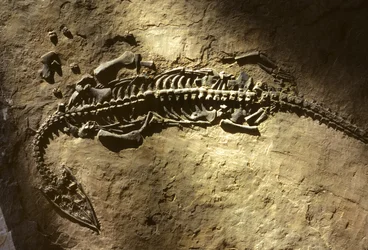 Zdjęcie skamieniałości kręgowca morskiego z okresu triasu, należącego do Pachypleurosaurus