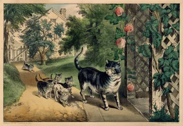 Powrót kotki, 1874-78.