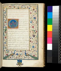 Ms 336. Sallust, Catilina i Jugurtha, f.1r. Pełna oświetlona ramka z pawiami, królikami, zielonymi papużkami i gołębiem