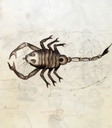 Sloane 3983. Folio nr: 23 Znak zodiaku Skorpion (welum)