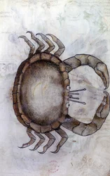 Sloane 3983 f.14v, Krab, znak zodiaku dla Raka