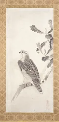 Jastrząb siedzący na gałęzi (tusz na papierze)