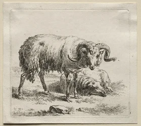 Animalia: Baran i owca
