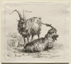 Animalia: Dwie Kozy