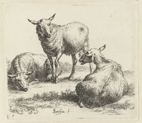 Osusz owce Schapen (tytuł serii) Zwierzęta ożywione i wydrukowane wodą na mocne powietrze przez Pracownię i Sztuka Nicolai Berchema (tytuł serii)