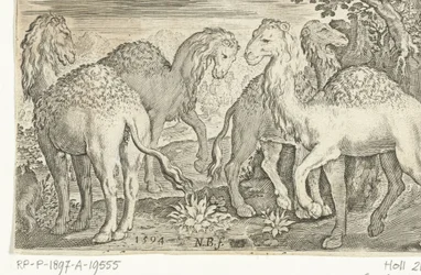Cztery dromadery Animalivm qvadrvpedvm (tytuł serii) Zwierzęta w krajobrazach (tytuł serii)