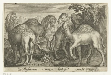 Cztery dromadery Animalivm qvadrvpedvm (tytuł serii) Zwierzęta w krajobrazach (tytuł serii)
