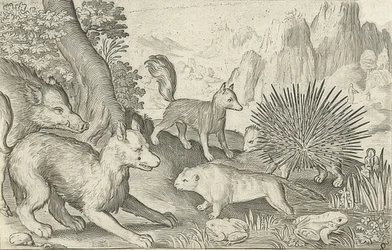 Dzik, lisy, bobry, jeżozwierze i żaby. 1621