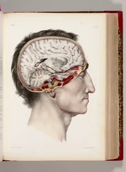 Ręcznie kolorowana litografia przedstawiająca wypreparowaną głowę z profilu, ukazującą mózg, z „Traité complet de l’anatomie de l’homme, comprenant la médecine opératoire”, 1831-54