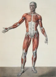 Anatomia ludzkiego ciała, z dzieła Traité Complet d
