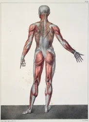 Anatomia ciała ludzkiego, z dzieła „Traité Complet d