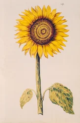 Słonecznik lub Helianthus, z „La Guirlande de Julie”, ok. 1642 (wc na welinie)