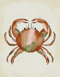 Krab namalowany akwarelą