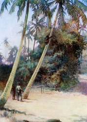 Wspinaczka po zielonych kokosach, 1908