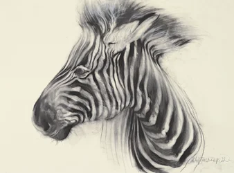 Baby Zebra, 2000 (węgiel na papierze)