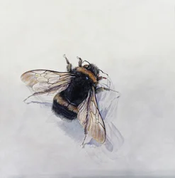 Bombus terrestris 11 (akryl na drewnie pokrytym gesso)