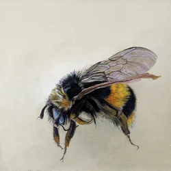 Bombus terrestris 1 (b), 2008 (akryl na drewnie)