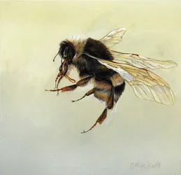 Bombus terrestris 4, 2011 (akryl na drewnie)