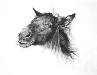 Colt, 2002 (węgiel na papierze Fabriano)