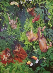 Orangutany i tukany