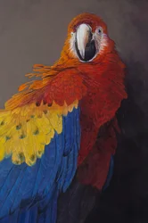 Scarlet macaw 3 (detal), 2014 (akryl na płótnie)