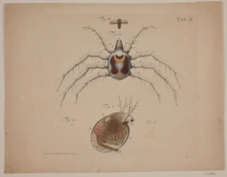 Owady. Tablica II prac zoologicznych
