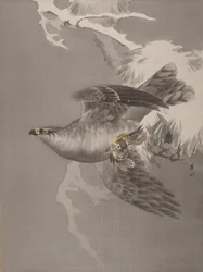 Jastrząb trzymający małego ptaka, ca. 1891-92.