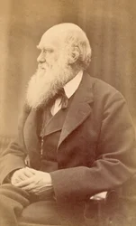 Portret Karola Darwina w wieku 72 lat, c.1871 (odbitka albumowa)