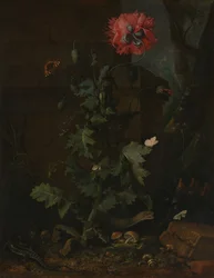 Martwa natura z makiem, owadami i gadami, ca. 1670.