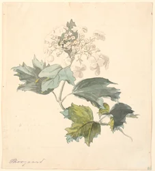 Kalkwed. (Kalina).