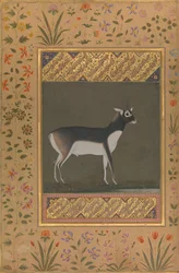 Antylopa indyjska, karta z Albumu Szahdżahana, recto: ca. 1615-20, verso: ca. 1530-50.