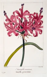 Amarylis A. sarniensis, wyd. 1836.
