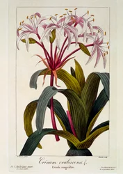 Rumieniące się włosy, pub. 1836