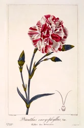 Dianthus caryophyllus, wyd. 1836.