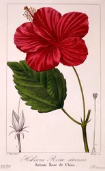 Hibiskus: H. rosa-sinensis, wyd. 1836.
