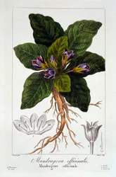 Mandragora: Mandragora officinarum, wyd. 1836