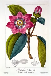 Meliera, wyd. 1836.