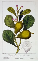 Cytryna Peretta, wyd. 1836.