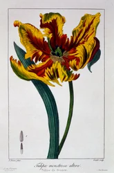 Tulipan „Płonąca papuga”, wyd. 1836.