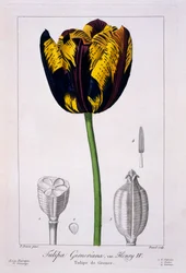 Tulipan: Król Henryk IV, wyd. 1836.