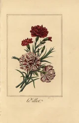 Goździk lub goździk różowy, oleista, Dianthus caryophyllus