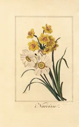 Odmiany żonkila, Narcisse, Narcissus poeticus i Narcissus pseudonarcissus