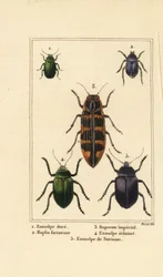 chrząszcz Dogbane , Chrysochus auratus 1 , Hoplia argentea 2 , chrząszcz Banksia klejnot , Cyrioides imperialis 3 , Eumolpus fulgidus 4 i Eumolpus surinamensis 5